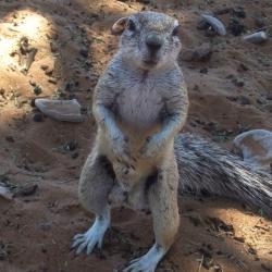 Erdhörnchen besuchen die campsites
