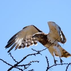 Jugendlicher Raubvogel, vermutlich ein schwarzer Schlangenadler