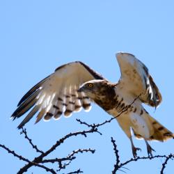 Jugendlicher Raubvogel, vermutlich ein schwarzer Schlangenadler
