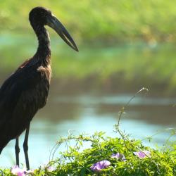 Klaffschnabelstorch im Okavango Delta