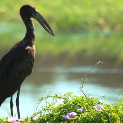 Klaffschnabelstorch im Okavango Delta