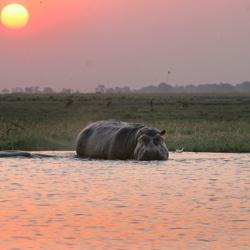 Hippos im Chobe Fluss