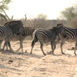 Zebra Migration 