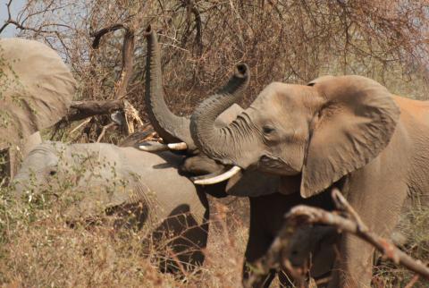 Elefanten in der Tuli Wilderness 