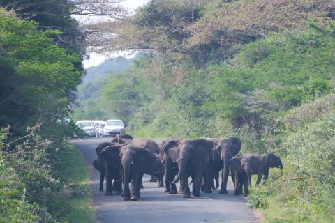 Elefanten Roadblock in den "Eastern Shores" 