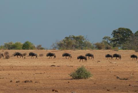 Gnus in der Tuli Wilderness
