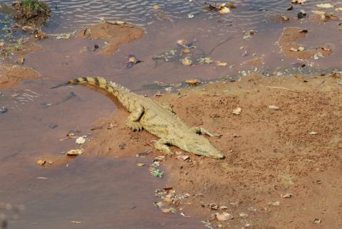 Krokodil im Luvuvhu Fluss