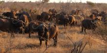 Büffel im Krüger Nationalpark, Südafrika - Safari Urlaub in Afrika