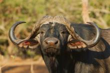 Alter Büffel in der Makuleke Concession