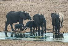 Elefanten im Mapungubwe Nationalpark