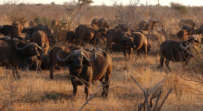 Büffel im Krüger Nationalpark, Südafrika - Safari Urlaub in Afrika