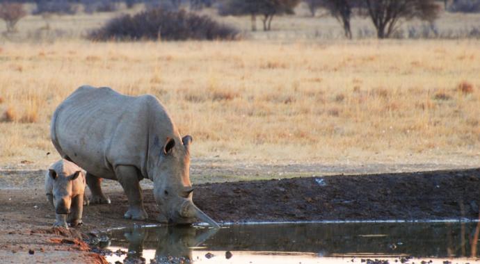 Rhino und Baby am Wasserloch