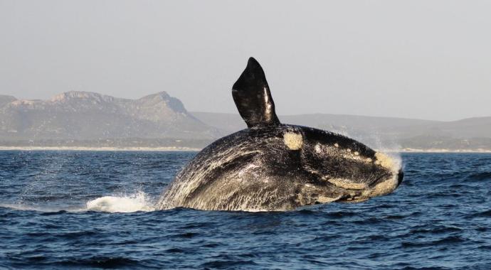 Südlicher Glattwal in der Walker Bay - Marine Dynamics