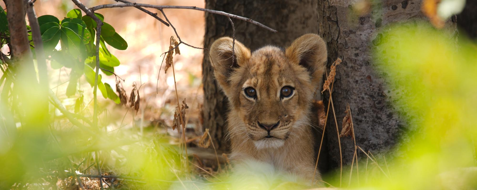 Löwenjunges im Hwange Nationalpark