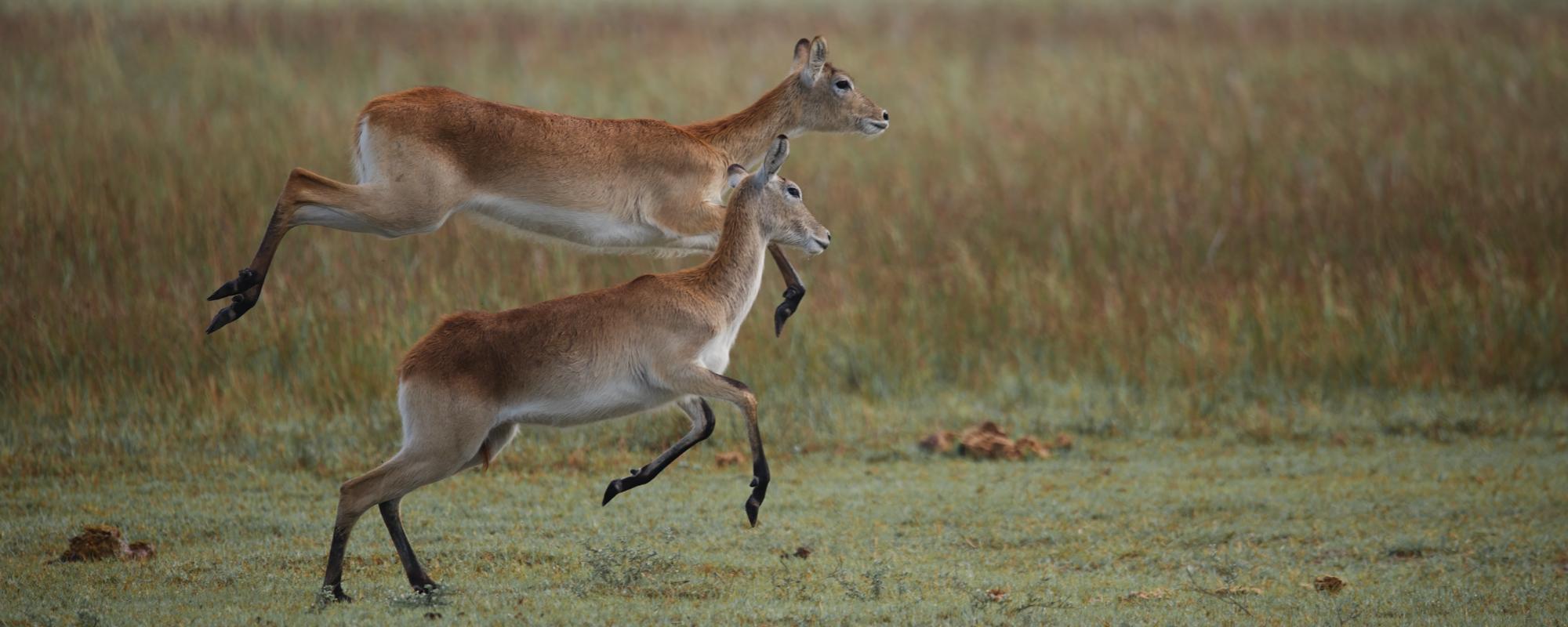Letschwe Antilopen im Okavango Delta