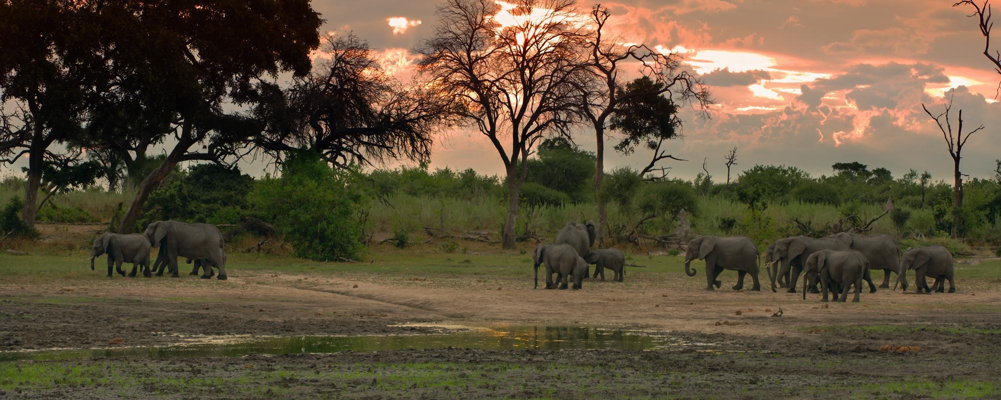 Elefanten im Okavango Delta