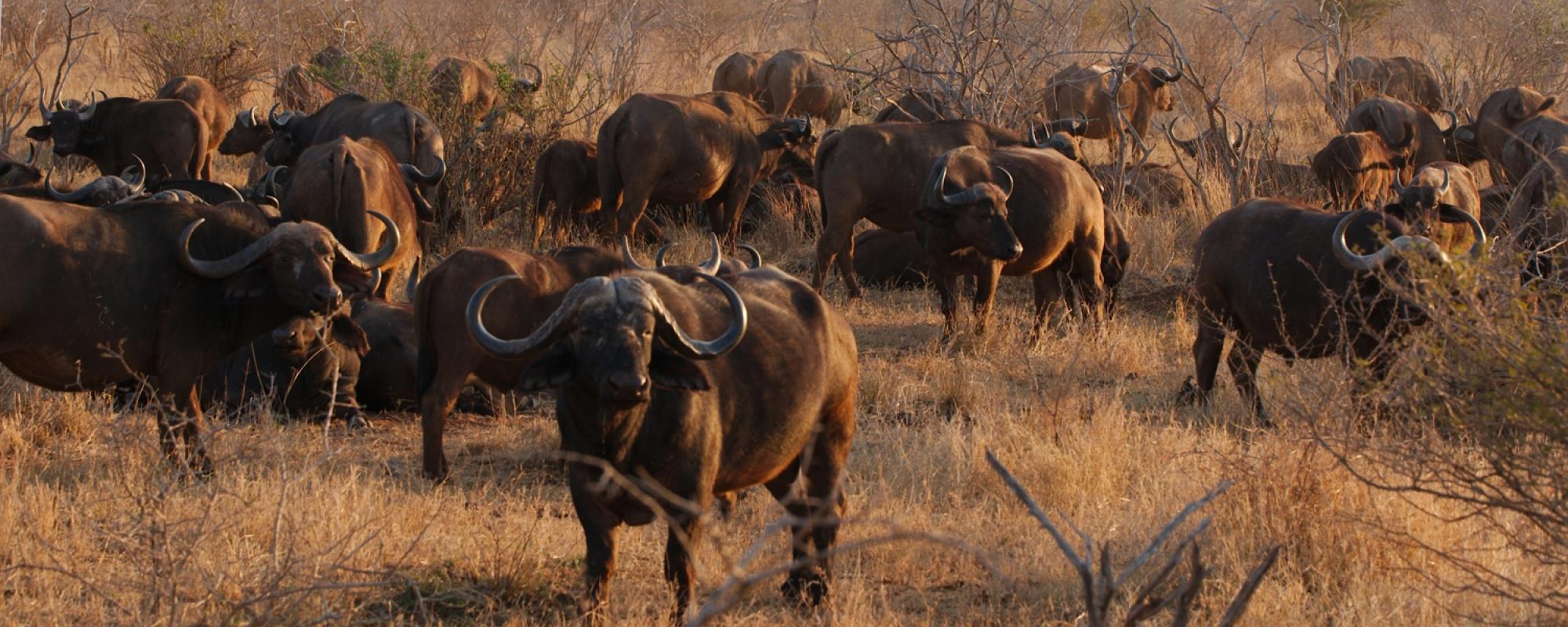 Büffel im Krüger Nationalpark, Südafrika - Safari Urlaub in Afrika