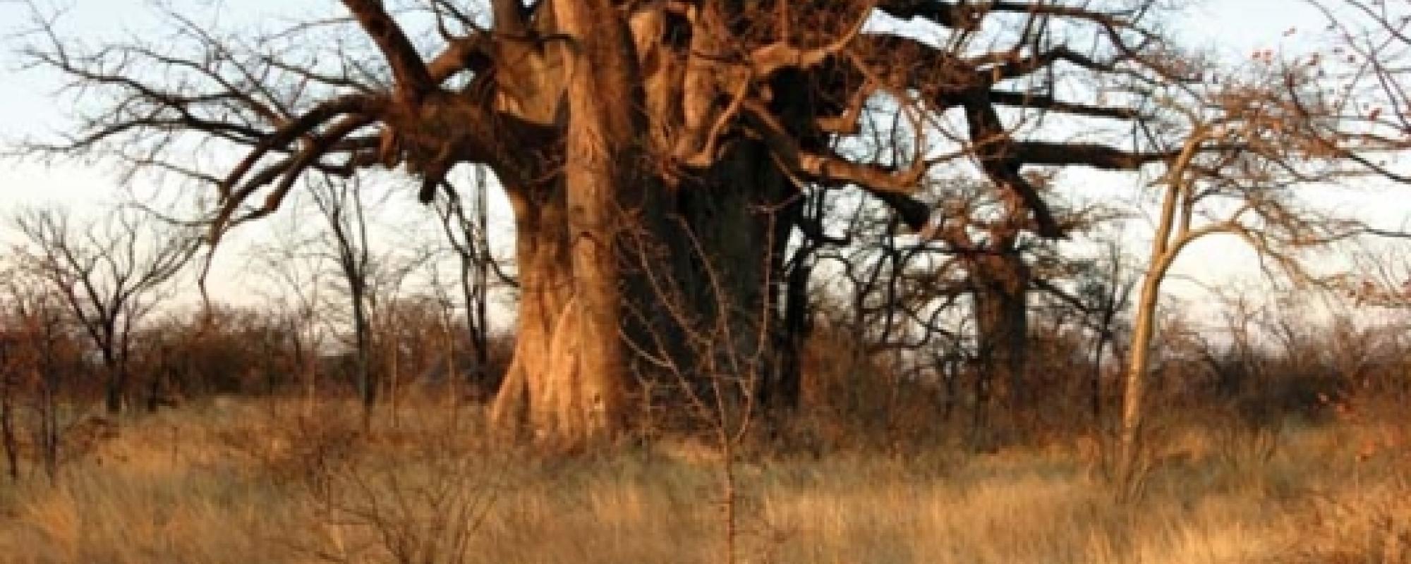 Planet Baobab in Botswana - Funky Accommodation 