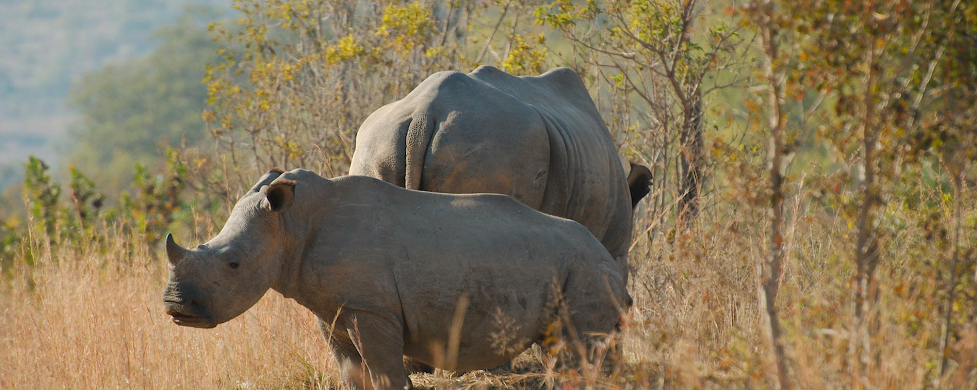 Mother and Calf Rhino