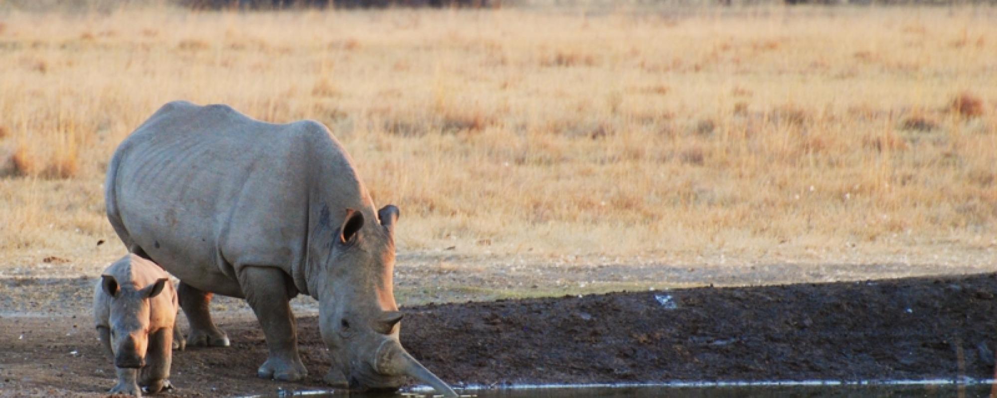 Rhino und Baby am Wasserloch