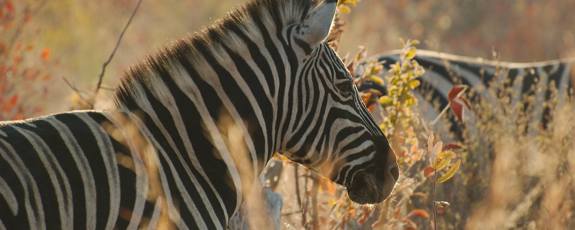 Zebra in der Morgensonne - Kalahari Calling UG