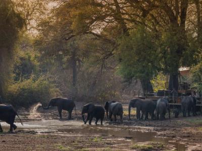 Elefanten Besuch im Kanga Camp in Mana Pools 