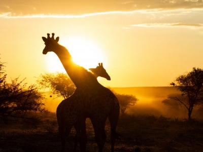 Giraffenmorgen auf Okonjima 