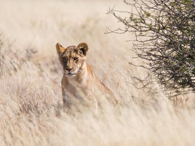 Löwin in der Kalahari - mobile Safari in Botswana
