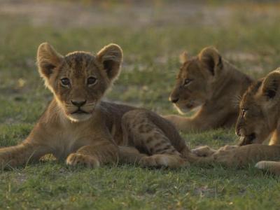 Löwennachwuchs im Hwange Nationalpark