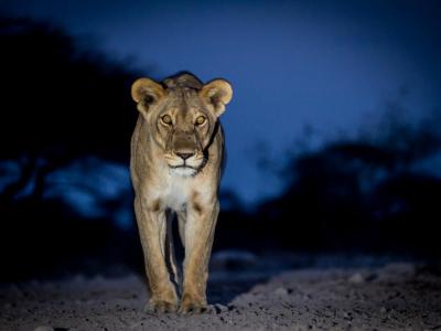Löwin im Onguma Game Reserve