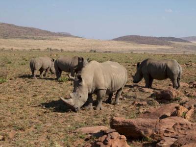 Graue Riesen im Welgevonden Game Reserve 