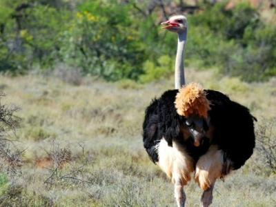 Strauß in der Karoo Landschaft in Südafrika - Südafrika Mietwagen Rundreise