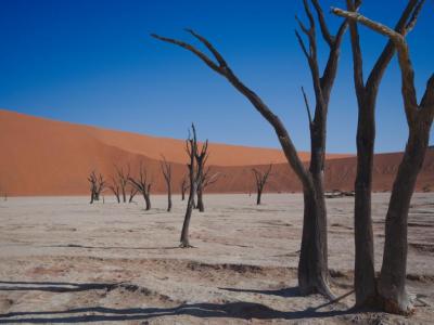 Die versteinerten Bäume im Deadvlei 